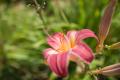 IMG_4714 lily